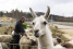 Mercedes-Benz kommt nachhaltig in die Hufe: Schafe zur Landschaftspflege im geheimen Testzentrum Immendingen
